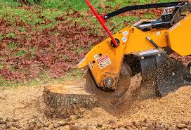 Trusted Ravenel, SC Tree Care Experts