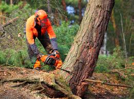 Best Stump Grinding and Removal  in Ravenel, SC