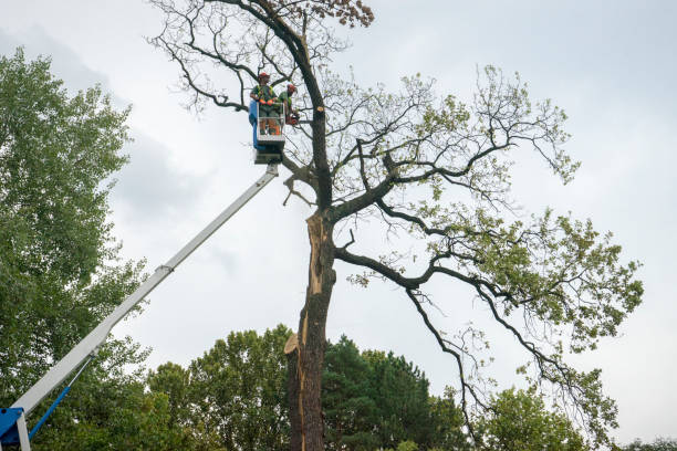 Professional Tree Care in Ravenel, SC