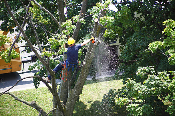 Best Utility Line Clearance  in Ravenel, SC