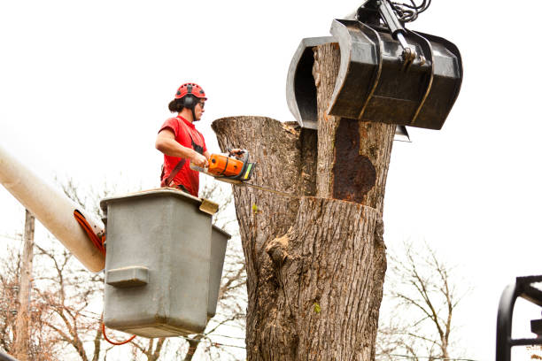 How Our Tree Care Process Works  in  Ravenel, SC
